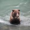 Urso dscansa no rio Chilkat, em Haines, no sudeste do Alaska